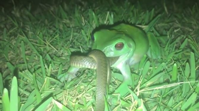 Ech cay ngau nghien an thit ran nuoc hinh anh