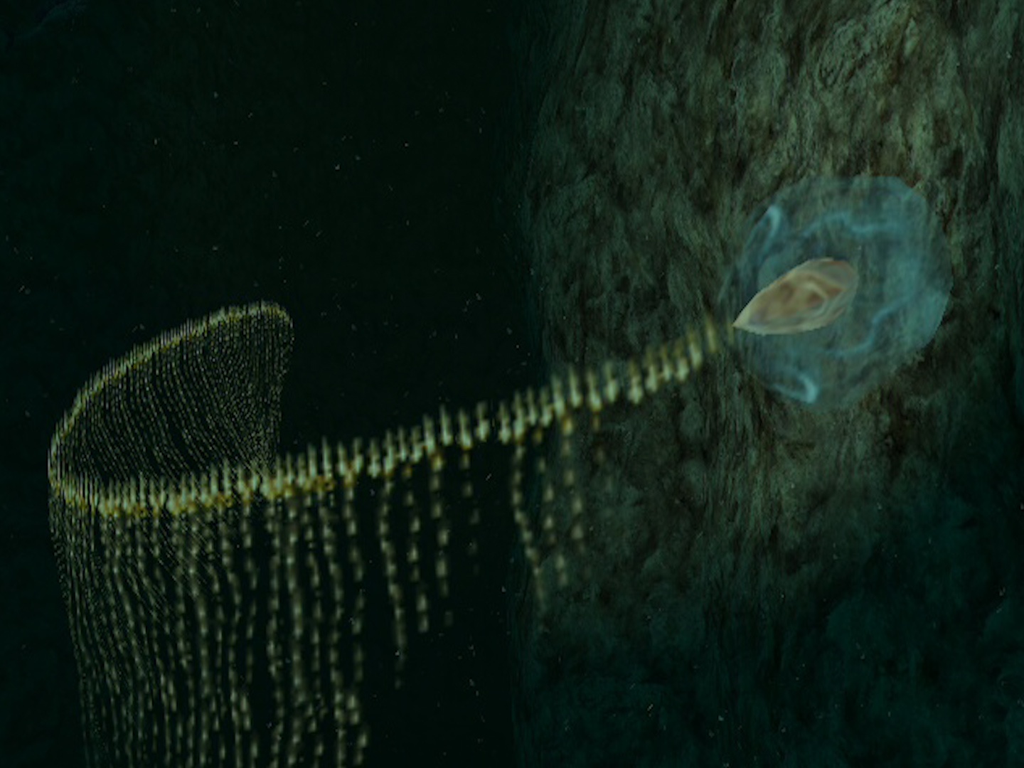 Sinh vat Praya dubia huyen bi, co chieu dai hon ca voi xanh hinh anh