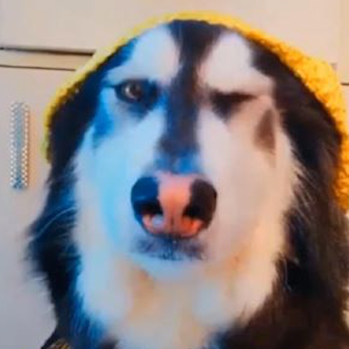 Chu cho biet 'song ao' dieu luyen nhu con nguoi hinh anh