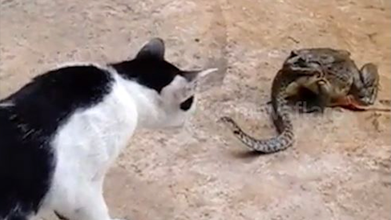 Cuoc chien ky quac giua ech, ran va meo hinh anh