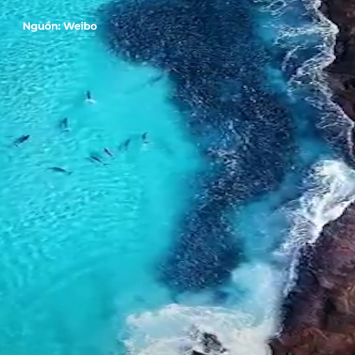 Ca heo san dan ca khong lo nhin tu tren cao hinh anh