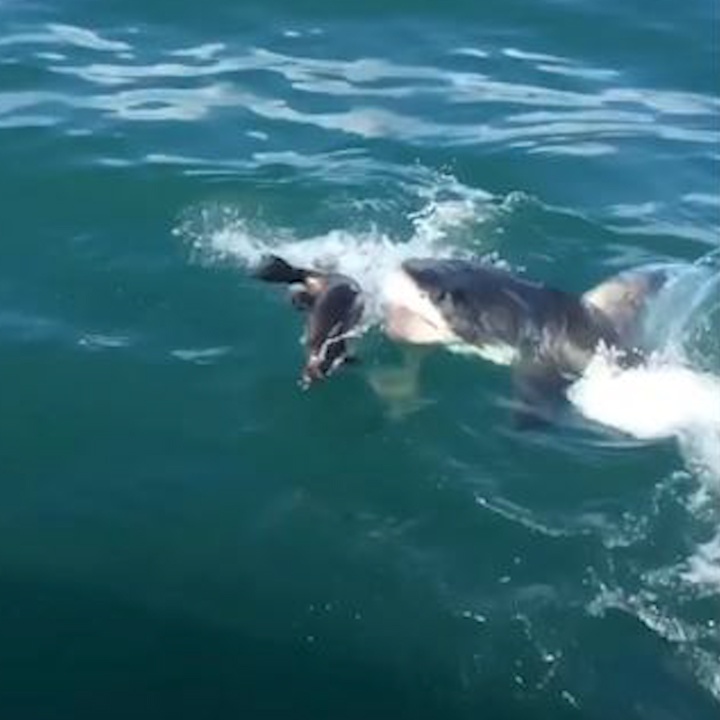 Hai cau con tau thoat ham ca map ngoan muc hinh anh