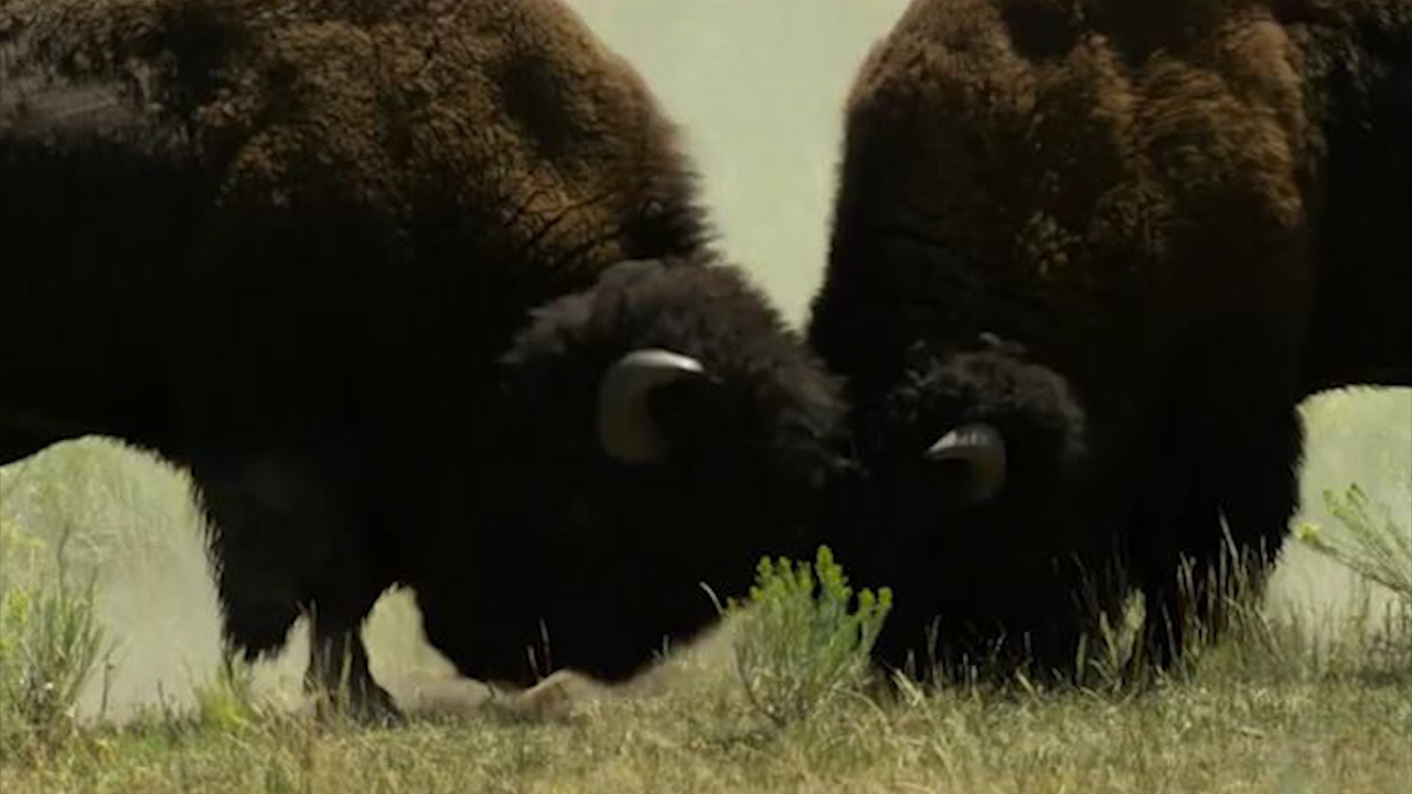 Canh chien dau gianh quyen lanh dao cua bo rung bison hinh anh