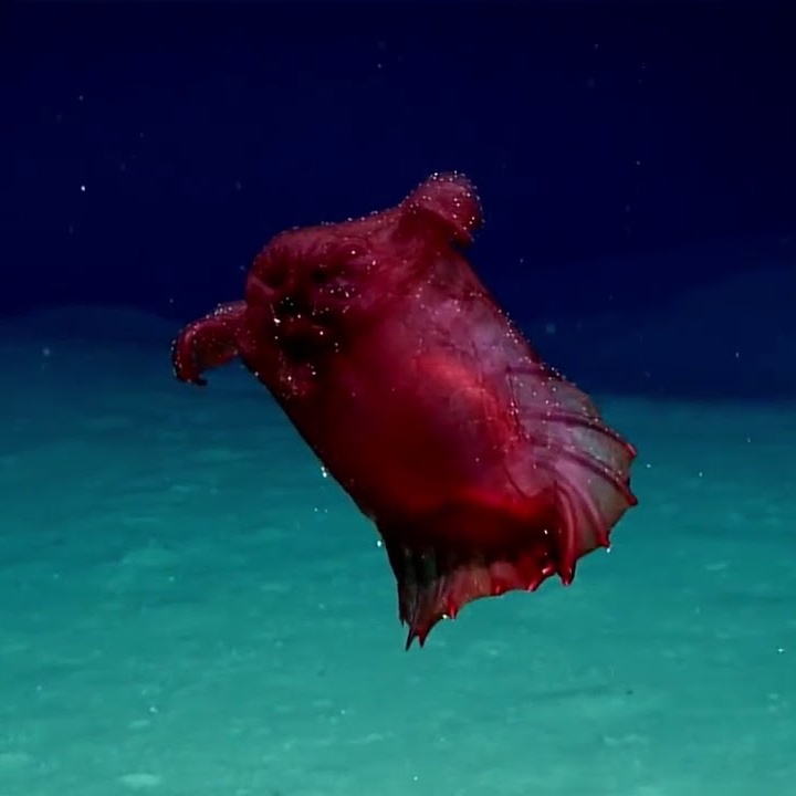 'Thuy quai ga khong dau' an sau duoi bien Nam Cuc hinh anh