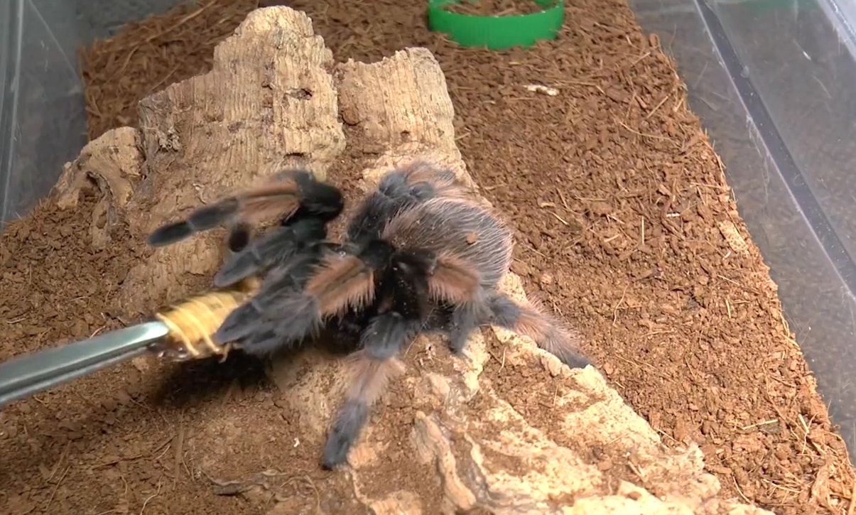 Nhung pha dop moi kinh hoang cua ret va nhen doc hinh anh