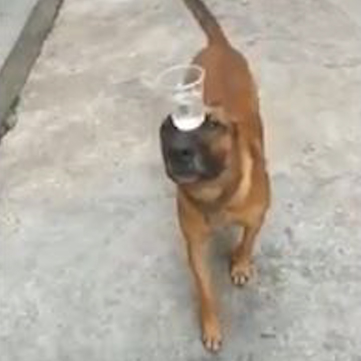 Chu cho biet giu thang bang ly nuoc tren dau dieu luyen hinh anh