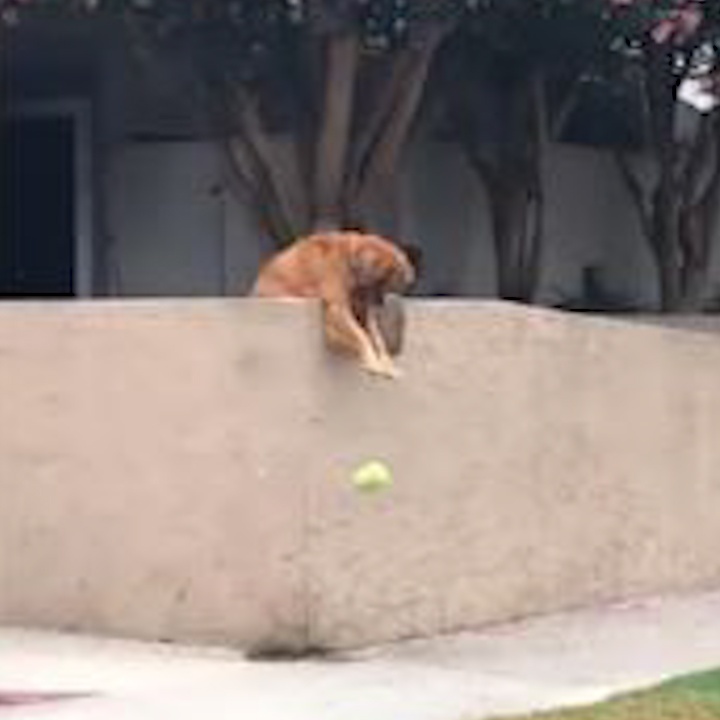 Chu cho gia kho 'lua' nguoi la choi dua hinh anh