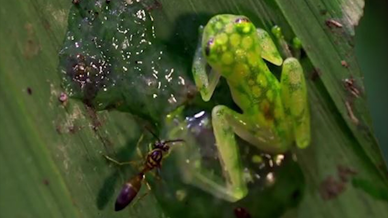 'Ech ninja' tung cuoc da bay ong bap cay de bao ve trung hinh anh
