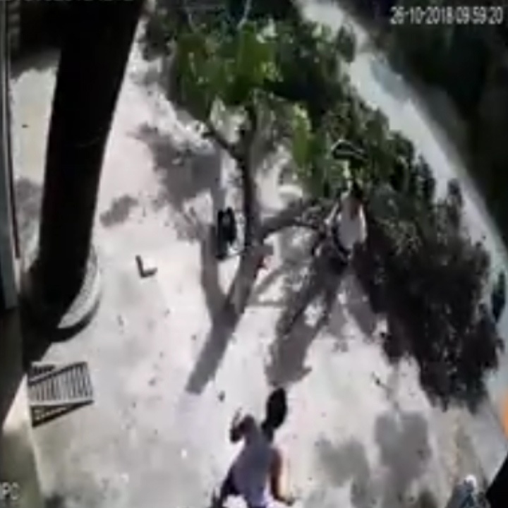 Nguoi dan ong thoat chet gang tac khi dung duoi goc cay bi gay hinh anh