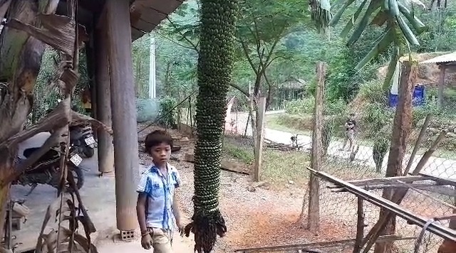 Doc dao buong chuoi gan 2.000 qua o Nghe An hinh anh