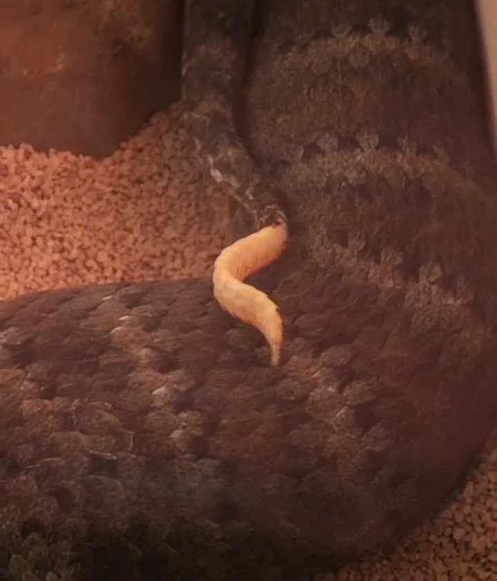 Ron nguoi voi chieu ‘me hoac’ con moi cua ran tu than kich doc hinh anh