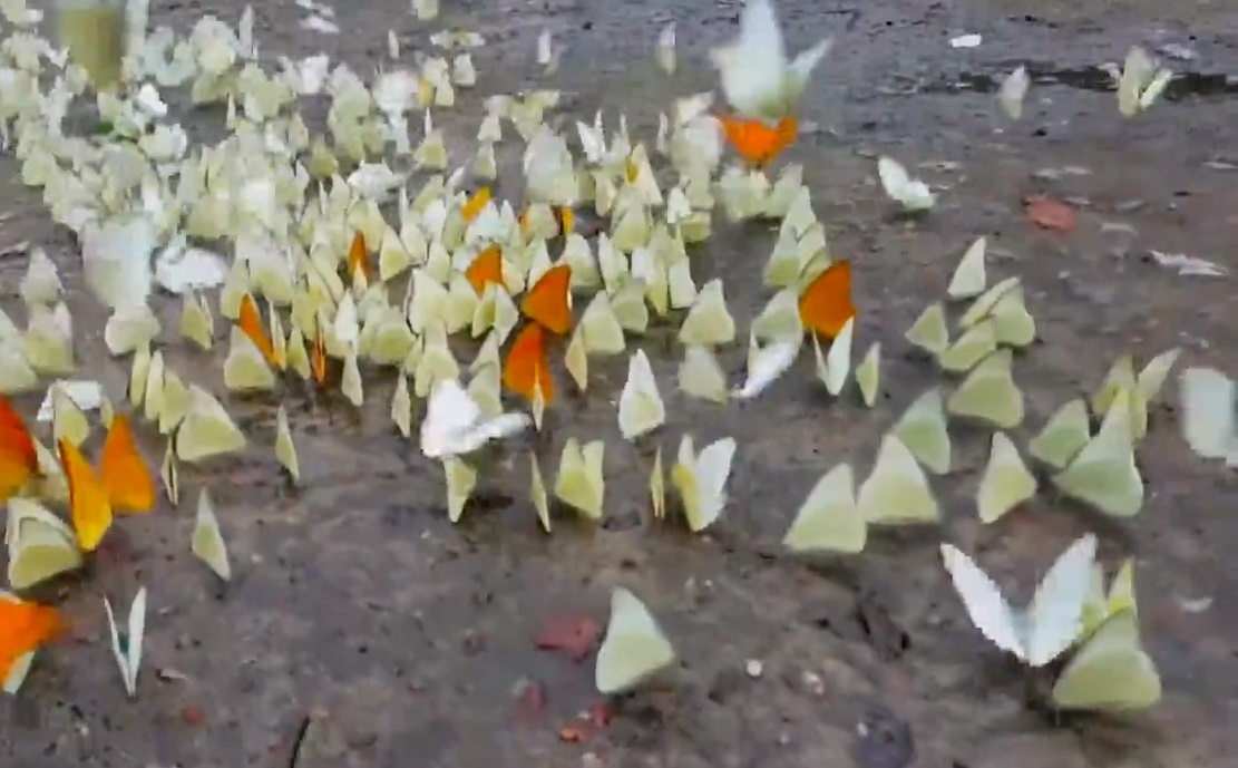 Dan buom tuyet dep o rung Cuc Phuong len bao nuoc ngoai hinh anh