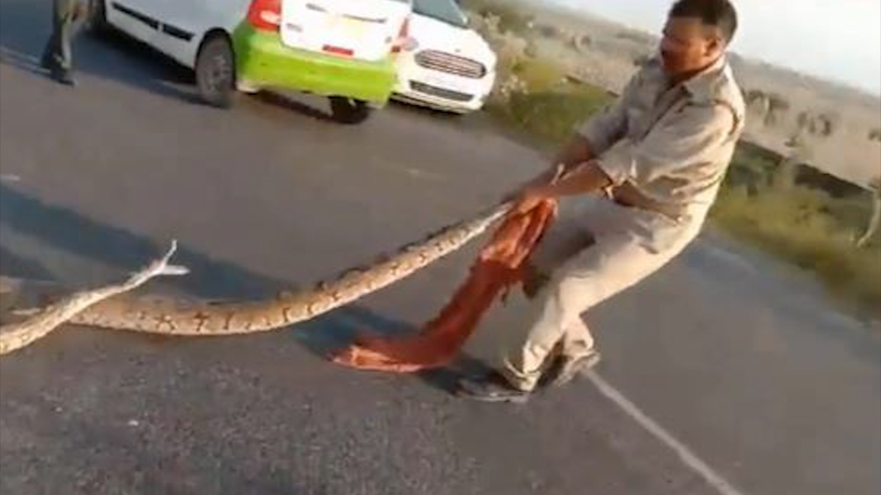 Con tran hung du chom len doi can canh sat vi bi tum duoi hinh anh