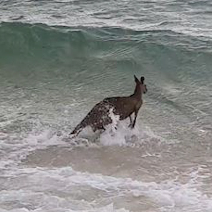 Giai cuu kangaroo khoi duoi nuoc o bai bien Australia hinh anh