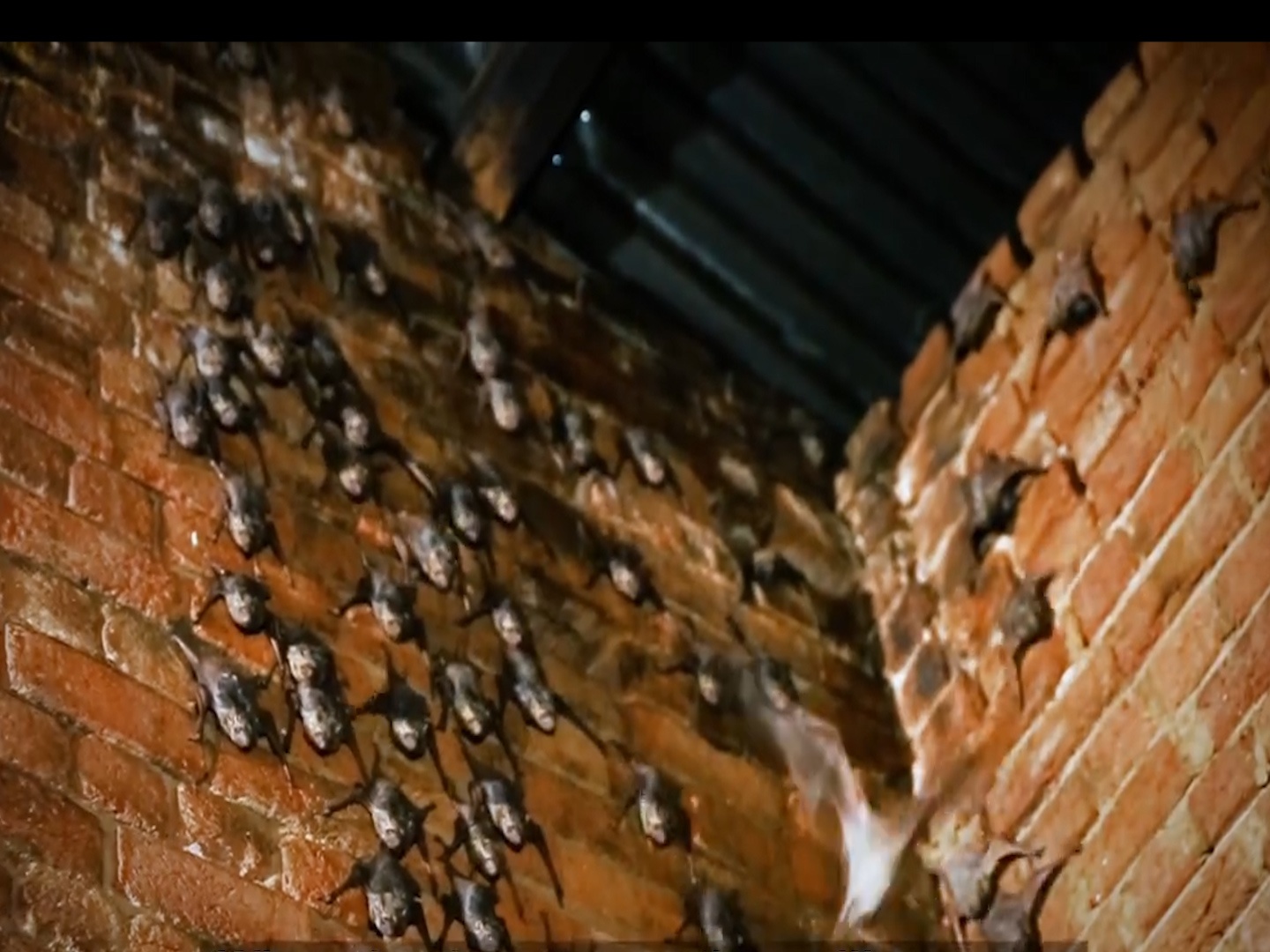 Nguoi phu nu song cung 1.000 chu doi trong nha hinh anh