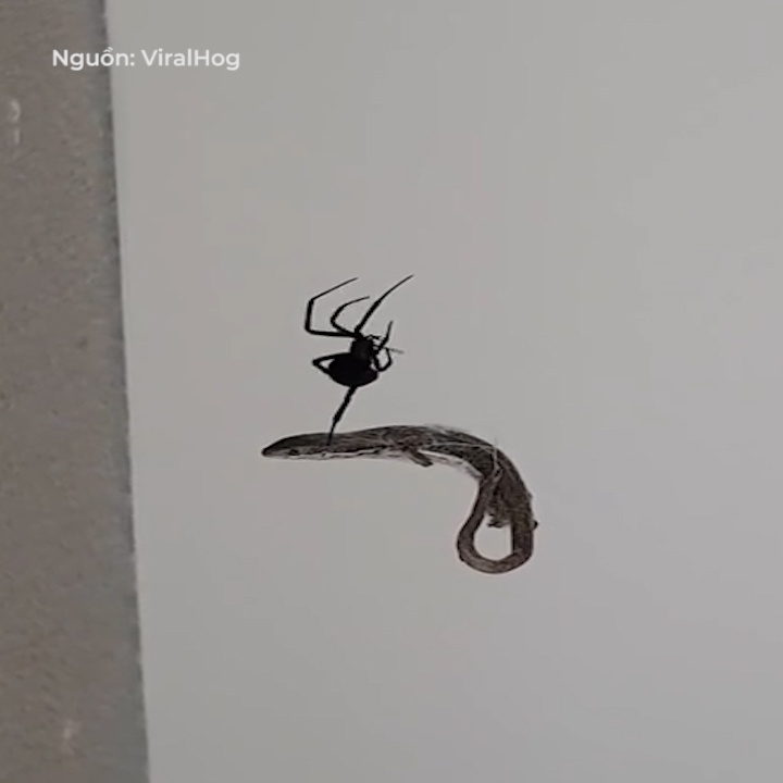 Nhen lung do xoi tai than lan khong lo hinh anh