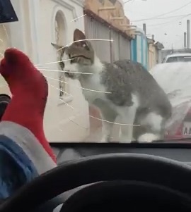 Dung chan dap oto de dua voi meo, tai xe lam nut luon kinh hinh anh