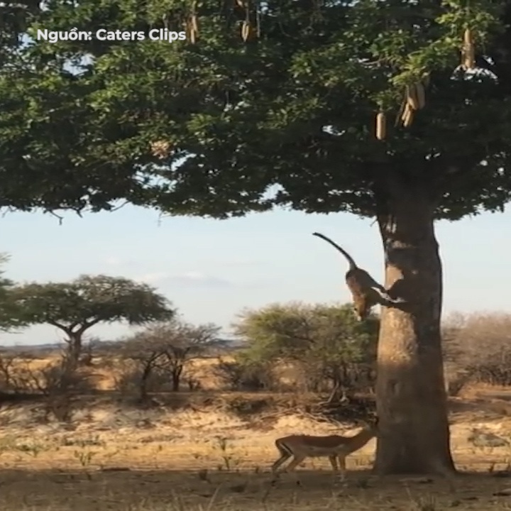 Bao dom nhay tu cay cao, ha guc huou trong tic tac hinh anh