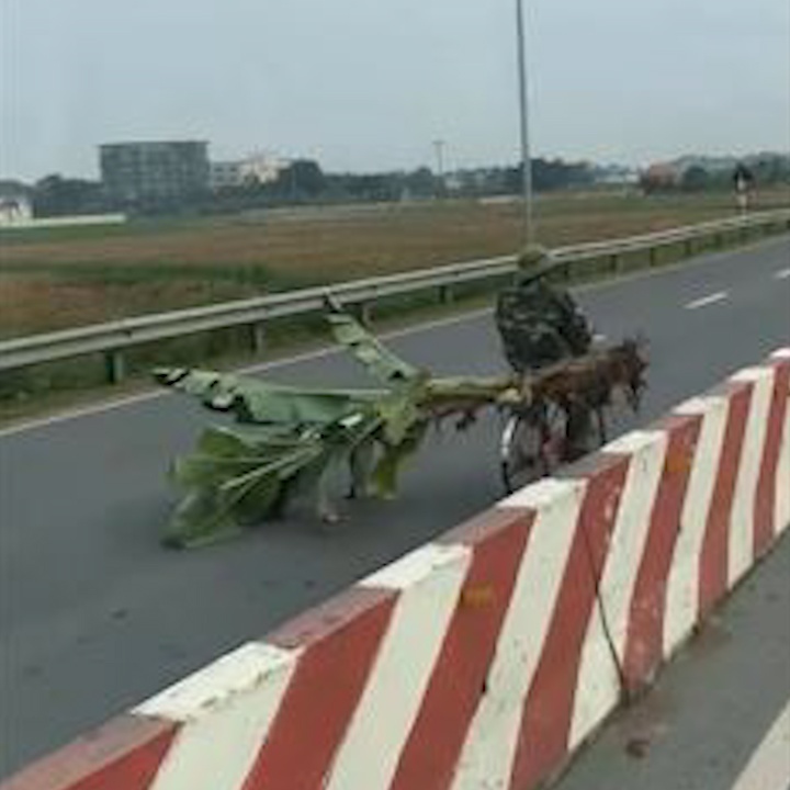 Cu gia di nguoc chieu, cho cay chuoi cong kenh hinh anh