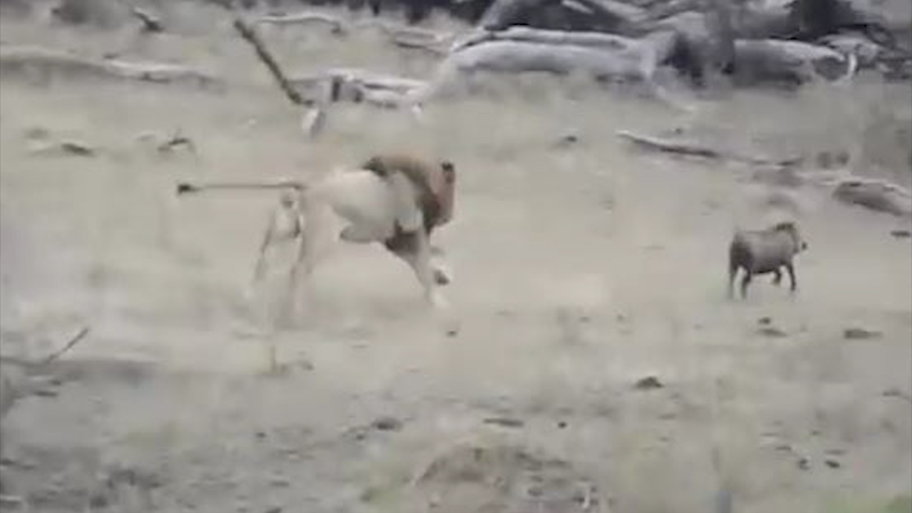 Lon rung thao chay trong luc dan su tu tranh moi hinh anh