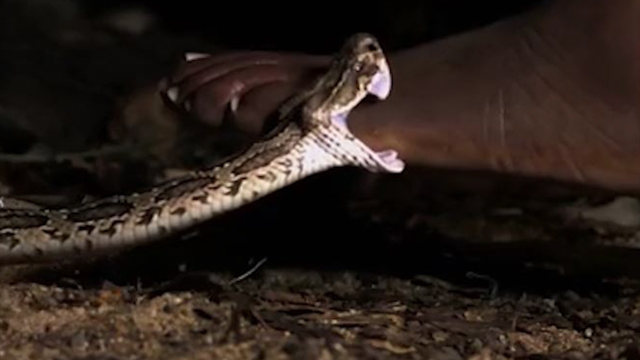 Nhat can dang so cua ran doc khi bi dam len nguoi hinh anh