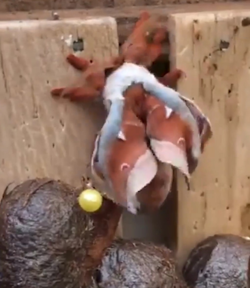 Qua trinh lot xac cua buom Hoang de tu trong ken hinh anh