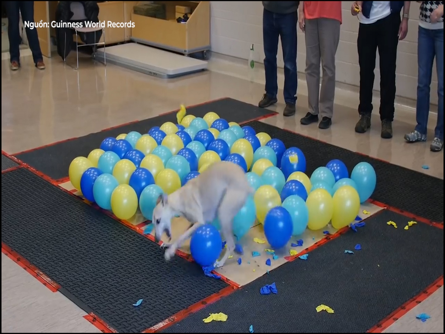 Chu cho can vo nhieu bong, ghi ten minh vao sach ky luc hinh anh