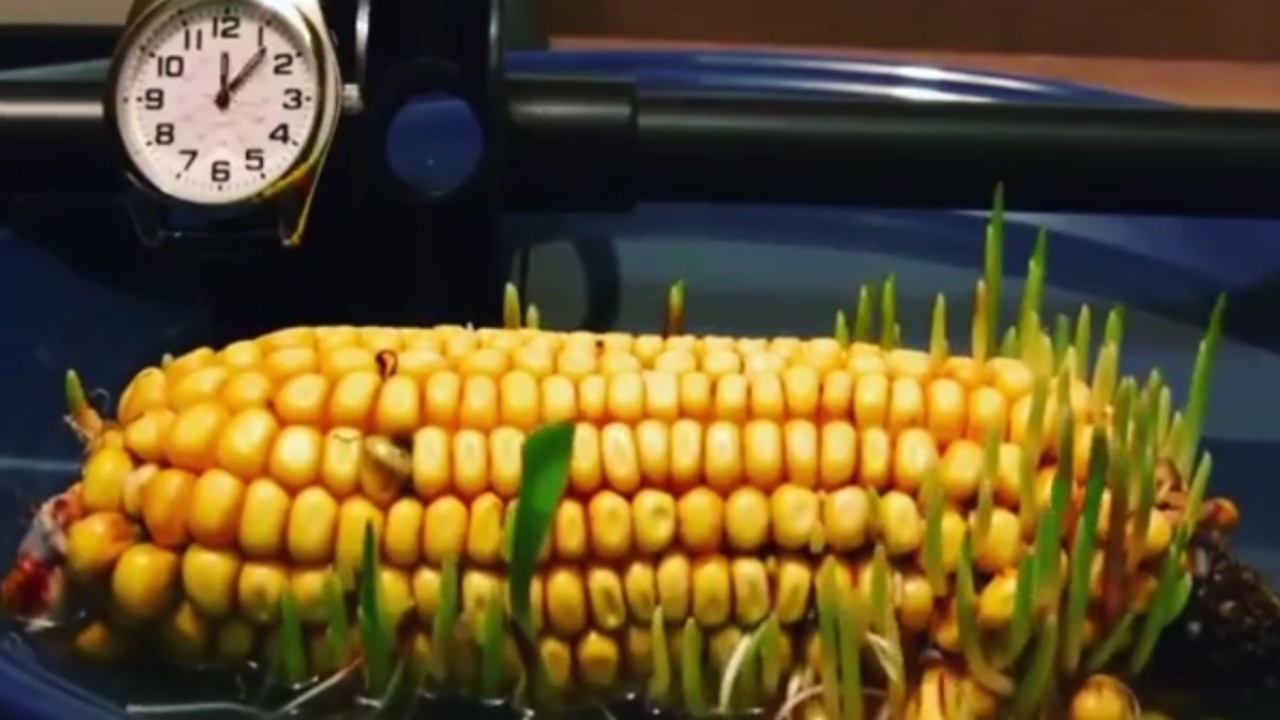 Can canh vong doi ky ao cua cay bap qua goc quay timelapse hinh anh