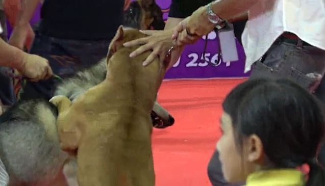 Pitbull tan cong cho Siberian Husky o Thai Lan hinh anh