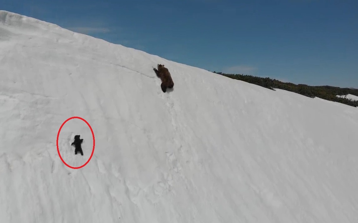 Cam dong canh gau con co leo len nui tuyet de den ben gau me hinh anh