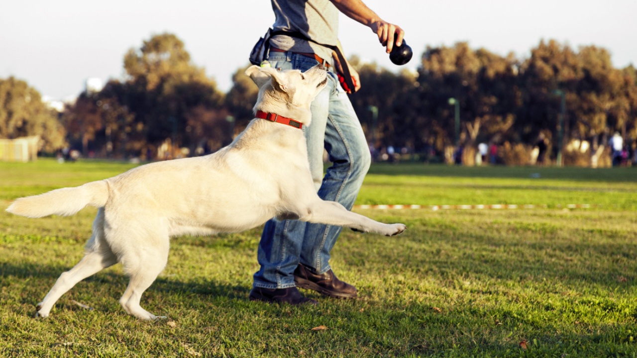 Kiem 100 USD/gio chi voi viec ngoi choi voi cho hinh anh