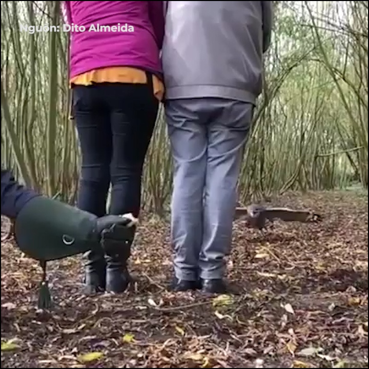 Chim cu lao xuyen qua khoang khong nho de dop moi hinh anh