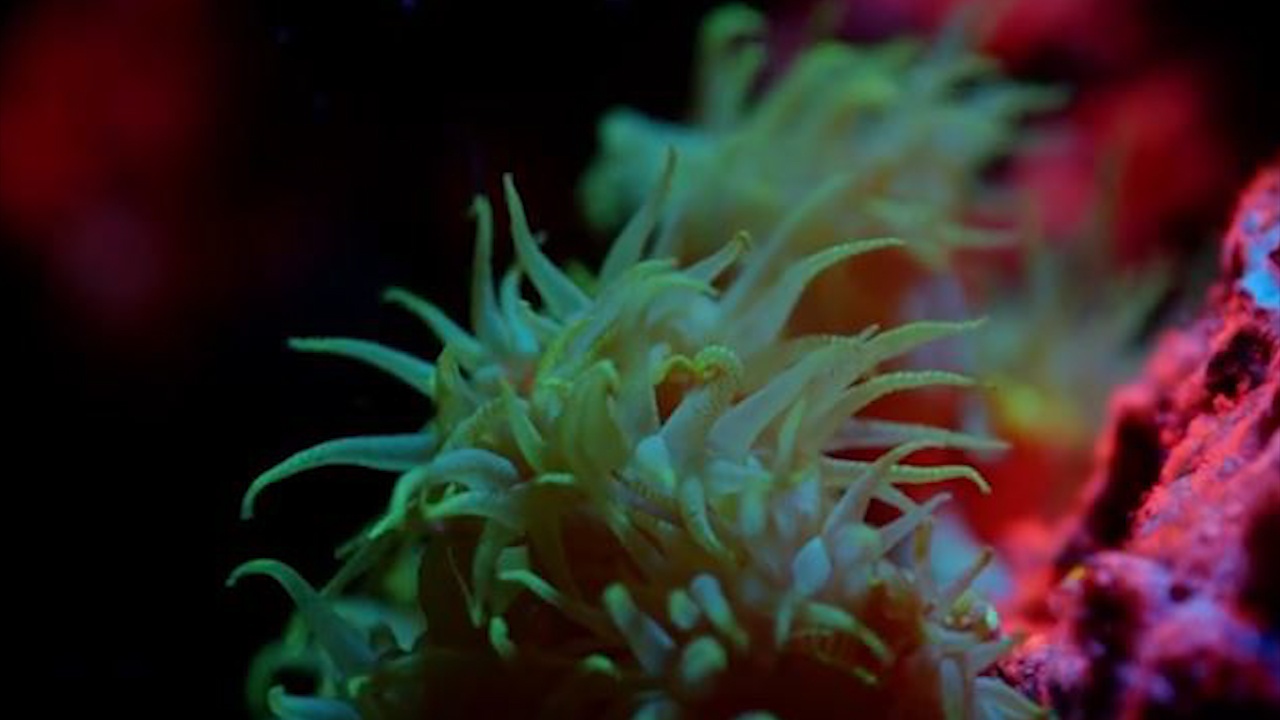 Ngam ran san ho cuoi cung cua quan dao Galapagos hinh anh