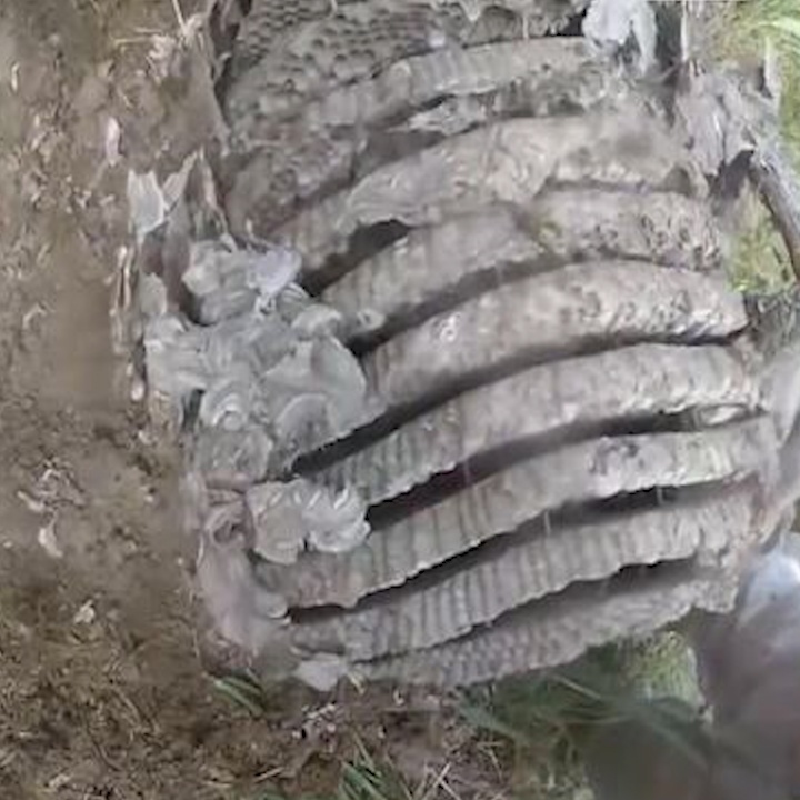 Pha to ong bap cay lon day nguy hiem hinh anh