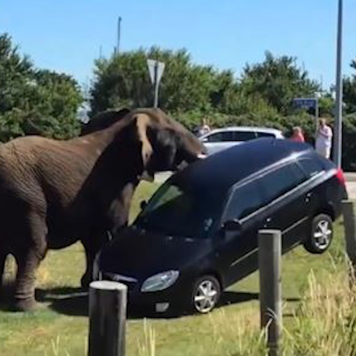 Nhung khoanh khac dong vat 'noi dien' voi con nguoi hinh anh
