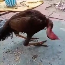 Chu ga biet lam xiec, xoay dau nhu sticker tung gay bao mang hinh anh