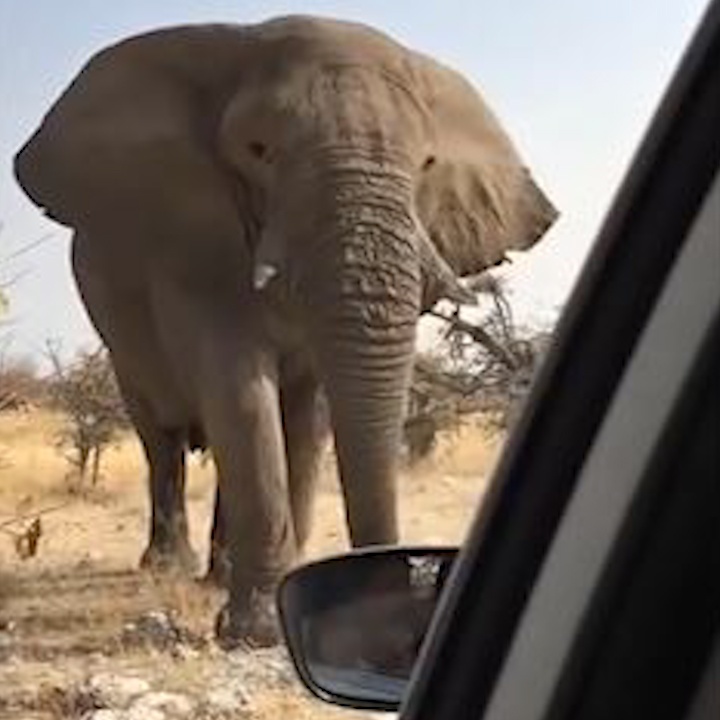 Voi bat ngo chan duong, duoi theo xe cua du khach hinh anh