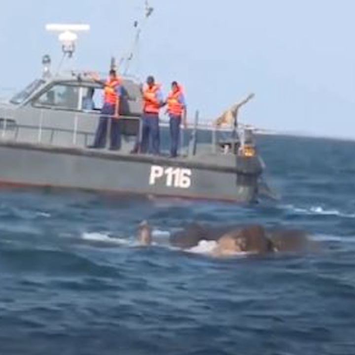 Giai cuu hai con voi bi troi dat ra vung bien Sri Lanka hinh anh