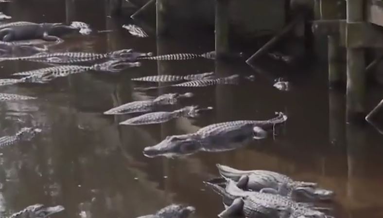 Nguoi dan ong nhay qua hang rao rot xuong dam ca sau o My hinh anh