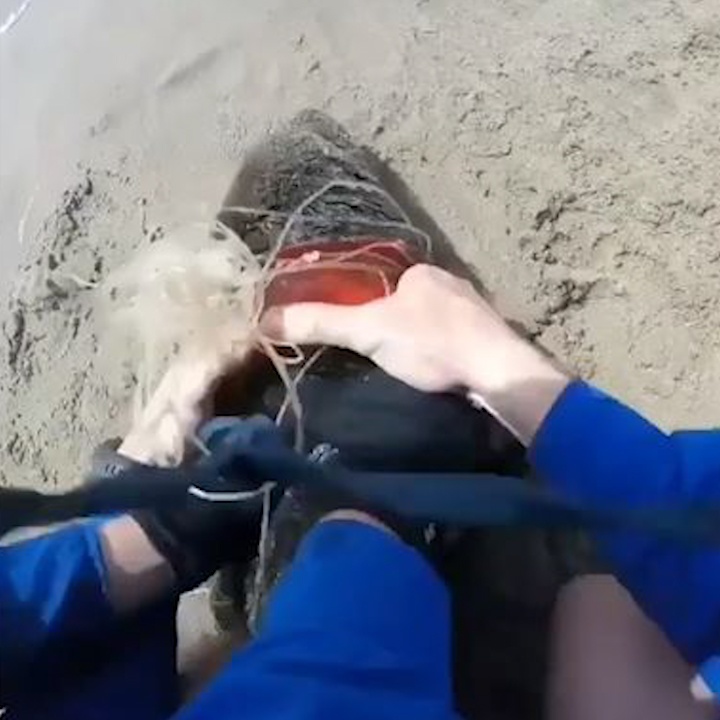 Hai chang trai duoi bat, giai cuu hai cau vuong vao vong nhua hinh anh