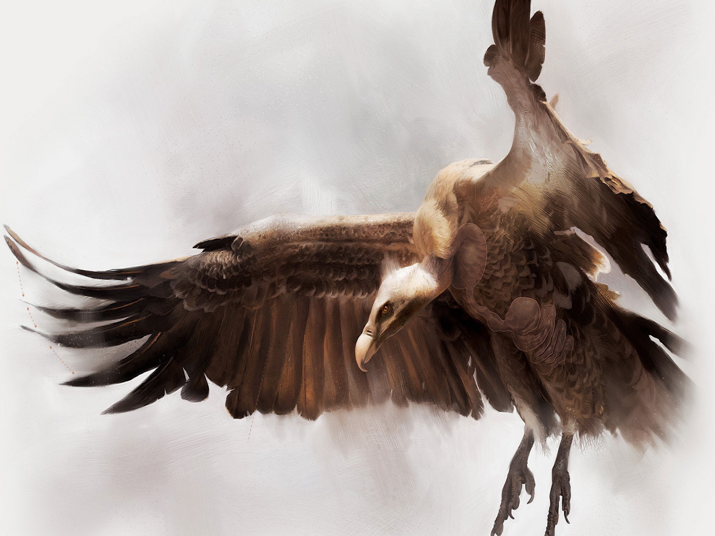 Loai chim co the vuot qua do cao cua dinh Everest hinh anh