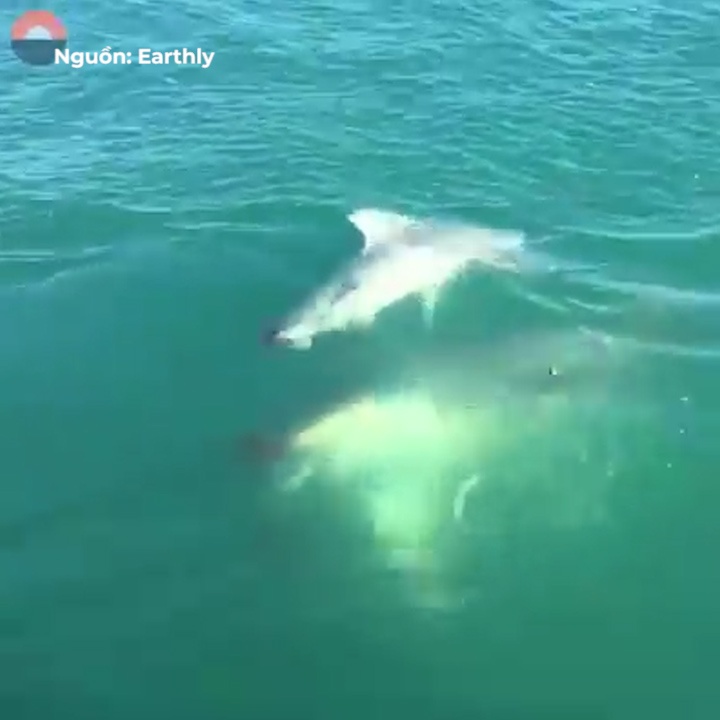 Ca map xe nat dong loai voi mot cu can hinh anh