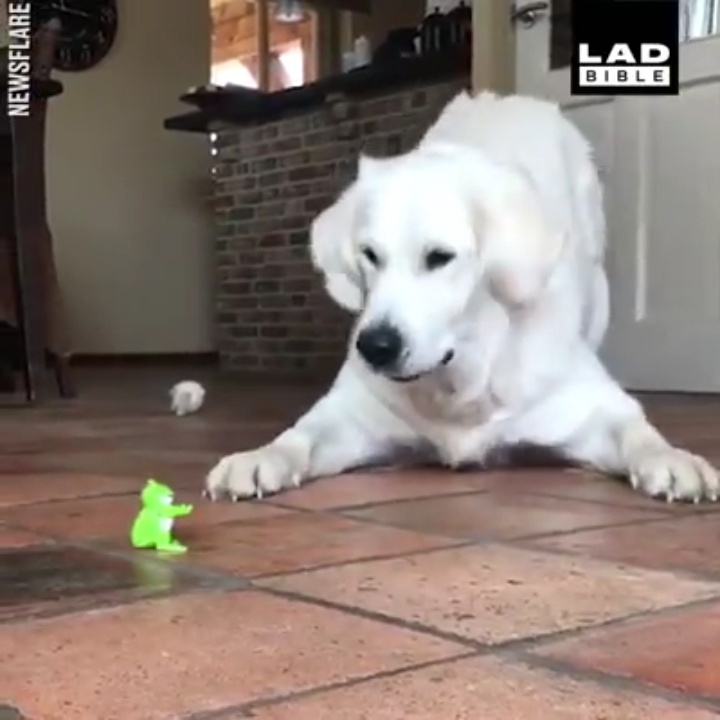 Hai huoc voi chu cho giat 'ban nguoi' khi thay do choi tu cu dong hinh anh