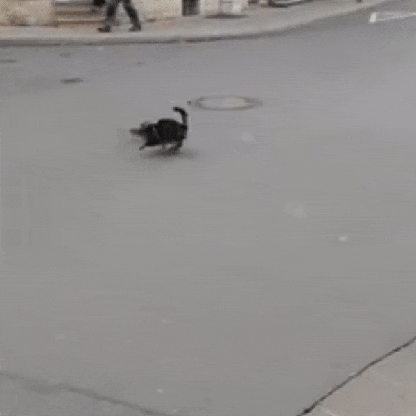 Dang rinh bat chuot, chu meo bat ngo bi chuot di nguoc lai giua pho hinh anh