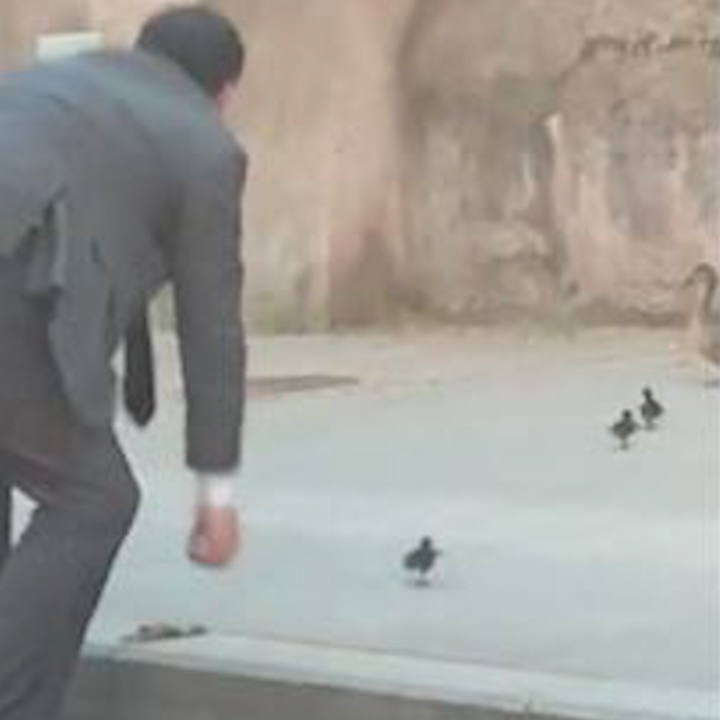 Tai xe xuong oto, giup dan vit con ve voi me hinh anh