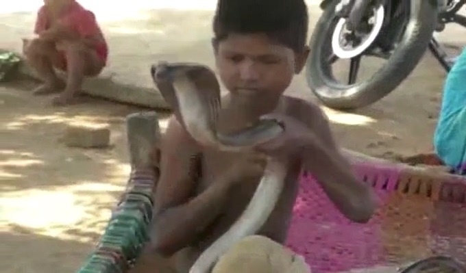 Be trai 7 tuoi co so thich choi dua voi loai ran ho mang cuc doc hinh anh