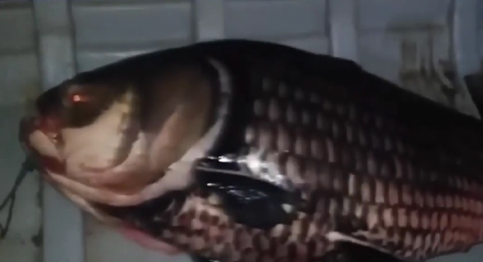 Ngu dan Dong Thap bat duoc ca ho nang 60 kg hinh anh