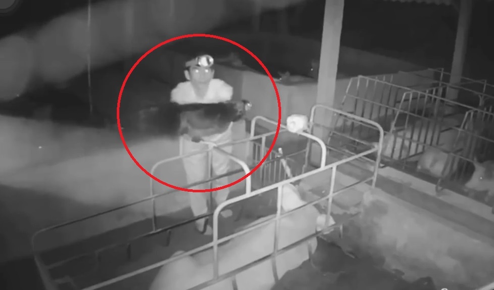 Thanh nien ron ren len vao trang trai trom ga trong dem hinh anh