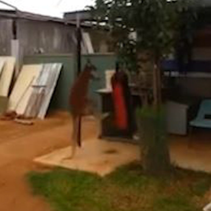 Kangaroo biet danh boxing nhu con nguoi hinh anh