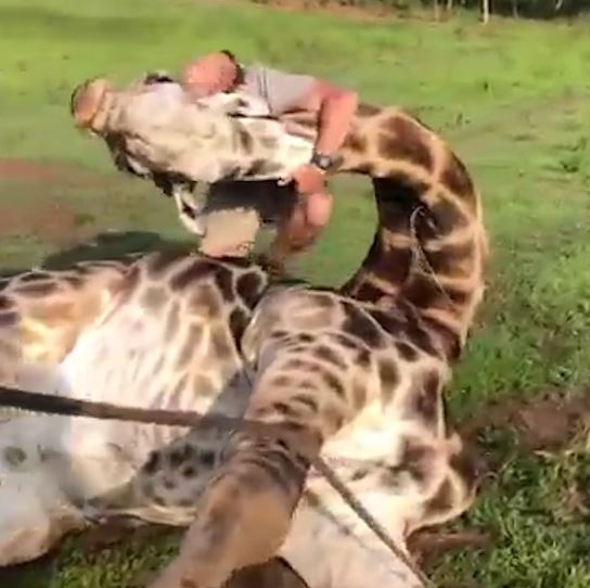 7 nguoi 'vat lon' de giai cuu huou cao co bi day sat quan quanh than hinh anh